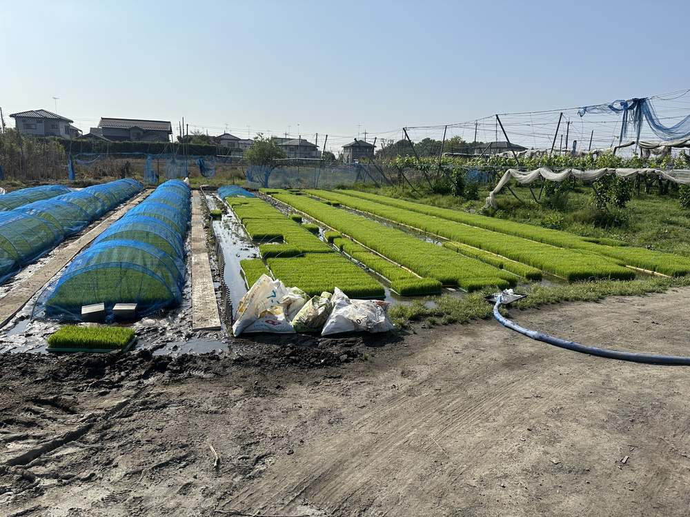 モトマルノーサンの苗代（田植え前の苗）